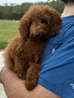 Presley, a female Miniature Goldendoodle for sale in Rolla, MO – Photo 2 of 4