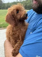 Presley, a female Miniature Goldendoodle for sale in Rolla, MO – Photo 1 of 4