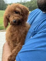 Presley, a female Miniature Goldendoodle for sale in Rolla, MO – Photo 4 of 4