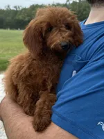 Presley, a female Miniature Goldendoodle for sale in Rolla, MO – Photo 3 of 4