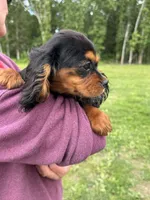 Ellie, a female Cavalier King Charles Spaniel for sale in Rolla, MO – Photo 2 of 2