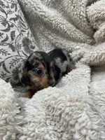 Susie, a female Miniature Dachshund for sale in Rolla, MO – 7 of 8