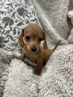 Courtney, a female Miniature Dachshund for sale in Rolla, MO – 3 of 9