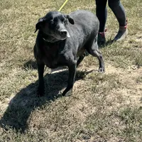 Bailey, a female Labrador Retriever for sale in Rolla, MO – Photo 6 of 7