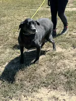 Bailey, a female Labrador Retriever for sale in Rolla, MO – Photo 6 of 7