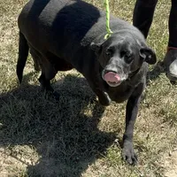 Bailey, a female Labrador Retriever for sale in Rolla, MO – Photo 1 of 7