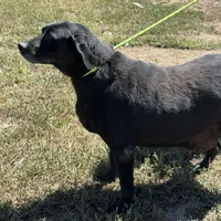 Bailey, a female Labrador Retriever for sale in Rolla, MO – Photo 4 of 7