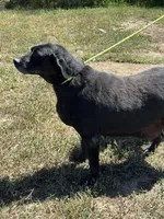 Bailey, a female Labrador Retriever for sale in Rolla, MO – Photo 4 of 7