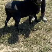 Bailey, a female Labrador Retriever for sale in Rolla, MO – Photo 5 of 7