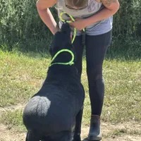 Bailey, a female Labrador Retriever for sale in Rolla, MO – Photo 3 of 7