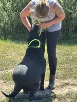 Bailey, a female Labrador Retriever for sale in Rolla, MO – Photo 3 of 7