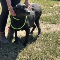 Bailey, a female Labrador Retriever for sale in Rolla, MO – Photo 7 of 7