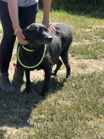 Bailey, a female Labrador Retriever for sale in Rolla, MO – Photo 7 of 7