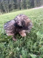 Sadie, a female Poodle - Toy  for sale in Rolla, MO – 4 of 10