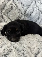 Carrie, a female Miniature Dachshund for sale in Rolla, MO – 2 of 6