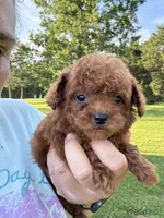 Ruby Red, a female Poodle - Toy  for sale in Rolla, MO – 5 of 7