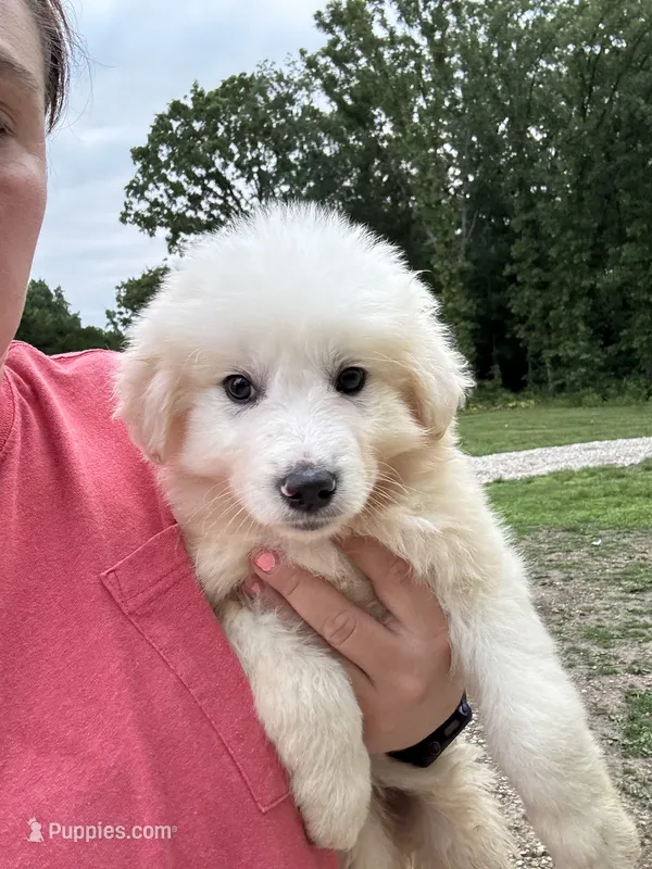 Radar  – Great Pyrenees puppy for sale in Rolla, MO