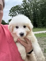 Radar , a male Great Pyrenees for sale in Rolla, MO – 1 of 3