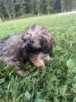 Sadie, a female Poodle - Toy  for sale in Rolla, MO – 9 of 10