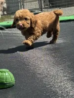 Lieutenant, a male Miniature Goldendoodle for sale in Rolla, MO – 7 of 10