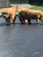 Lieutenant, a male Miniature Goldendoodle for sale in Rolla, MO – 6 of 10