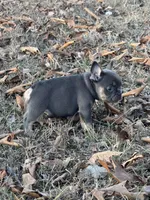 Brystol , a female French Bulldog for sale in Rolla, MO – Photo 2 of 2