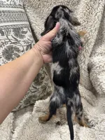 Susie, a female Miniature Dachshund for sale in Rolla, MO – 8 of 8