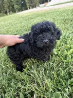 Sammy, a male Poodle - Miniature  for sale in Rolla, MO – 3 of 6