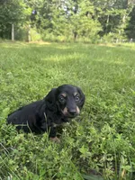 Miles, a male Miniature Dachshund for sale in Rolla, MO – 4 of 4