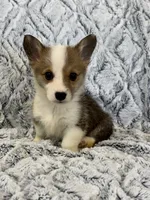Ronnie, a male Pembroke Welsh Corgi for sale in Rolla, MO – 3 of 4