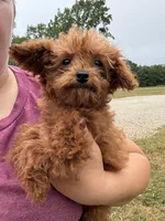 Wyatt, a male Poodle - Toy  for sale in Rolla, MO – Photo 6 of 6