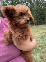 Wyatt, a male Poodle - Toy  for sale in Rolla, MO – Photo 2 of 6