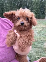 Wyatt, a male Poodle - Toy  for sale in Rolla, MO – Photo 1 of 6