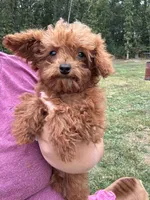 Wyatt, a male Poodle - Toy  for sale in Rolla, MO – Photo 4 of 6