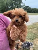 Wyatt, a male Poodle - Toy  for sale in Rolla, MO – Photo 3 of 6