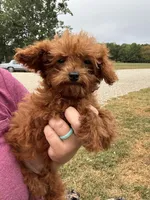 Wyatt, a male Poodle - Toy  for sale in Rolla, MO – Photo 5 of 6