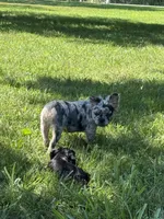 Tillie, a male French Bulldog for sale in Rolla, MO – 6 of 7