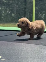Lieutenant, a male Miniature Goldendoodle for sale in Rolla, MO – 2 of 10