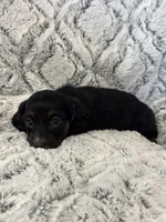 Carrie, a female Miniature Dachshund for sale in Rolla, MO – 3 of 6