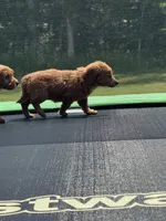 Laura, a female Miniature Goldendoodle for sale in Rolla, MO – 2 of 7