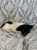 Kristi, a female Miniature Dachshund for sale in Rolla, MO – 7 of 7