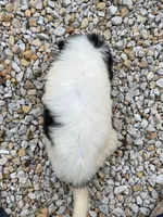 Remi, a female Great Pyrenees for sale in Rolla, MO – 3 of 5