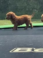 Linda, a female Miniature Goldendoodle for sale in Rolla, MO – 7 of 8