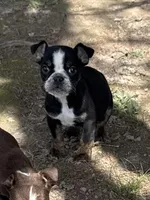 Marvin, a male English Bulldog for sale in Rolla, MO – Photo 2 of 7