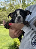 Marvin, a male English Bulldog for sale in Rolla, MO – 8 of 10