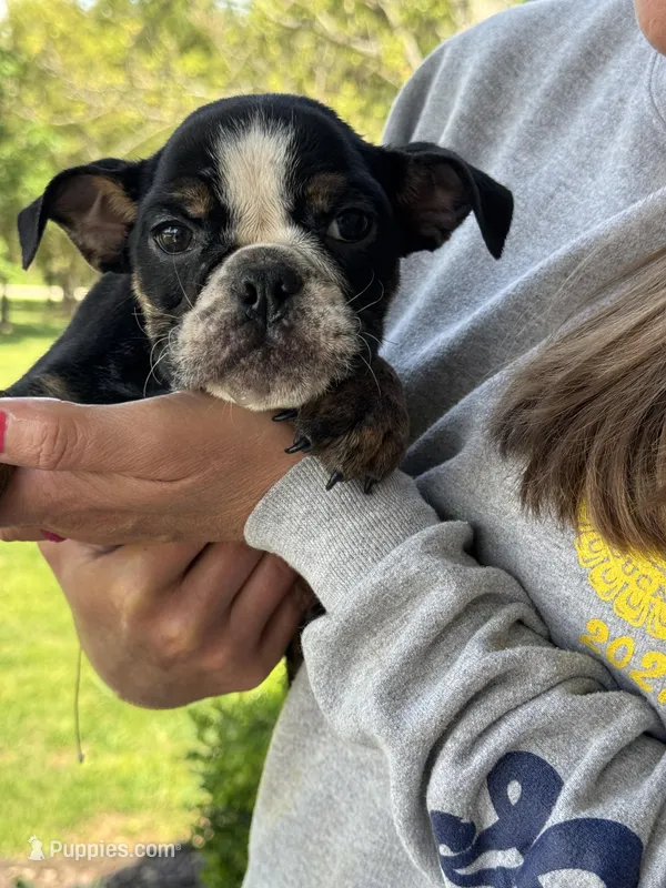 Marvin – English Bulldog puppy for sale in Rolla, MO