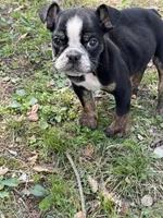 Marvin, a male English Bulldog for sale in Rolla, MO – Photo 4 of 7