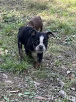 Marvin, a male English Bulldog for sale in Rolla, MO – Photo 6 of 7