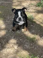 Marvin, a male English Bulldog for sale in Rolla, MO – Photo 7 of 7