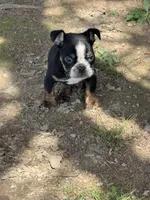 Marvin, a male English Bulldog for sale in Rolla, MO – Photo 5 of 7